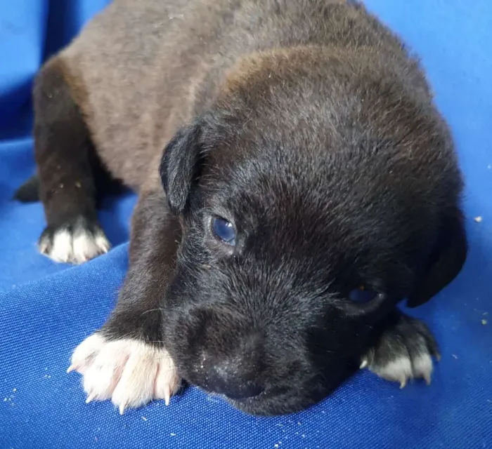 Cachorro ra a SRD idade Abaixo de 2 meses nome Filhote