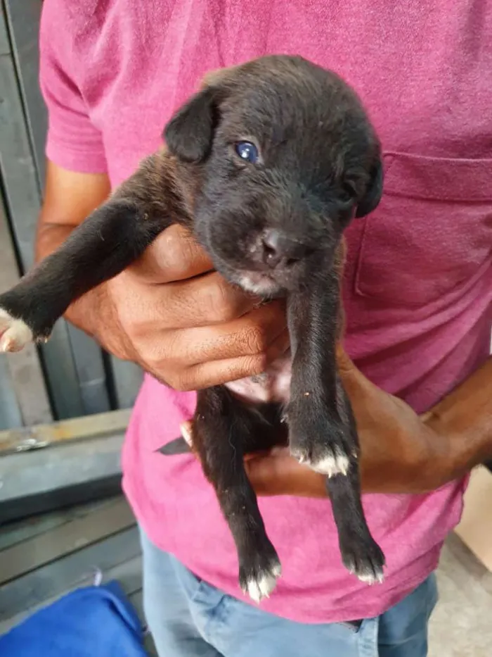 Cachorro ra a SRD idade Abaixo de 2 meses nome Filhote