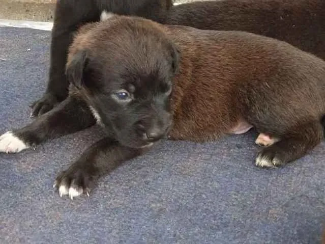 Cachorro ra a SRD idade Abaixo de 2 meses nome Filhote