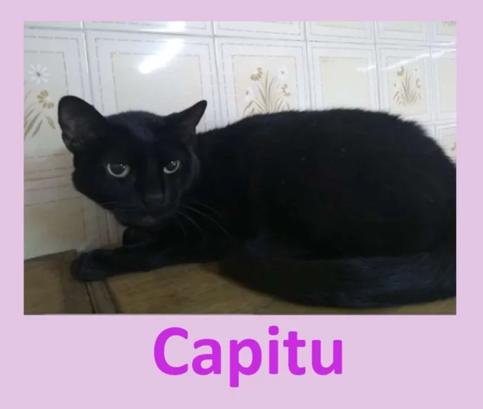 Gato ra a SRD idade 5 anos nome Capitu