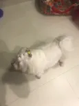Bob