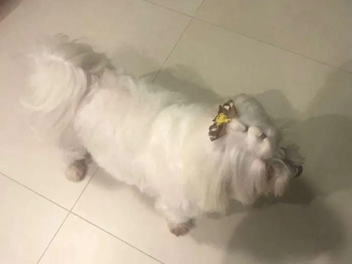 Cachorro ra a Maltês  idade 5 anos nome Bob