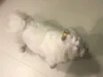 Bob