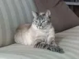Ciça