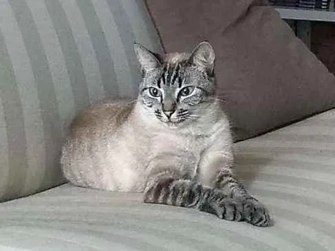 Gato ra a SRD idade 3 anos nome Ciça