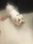 Bob