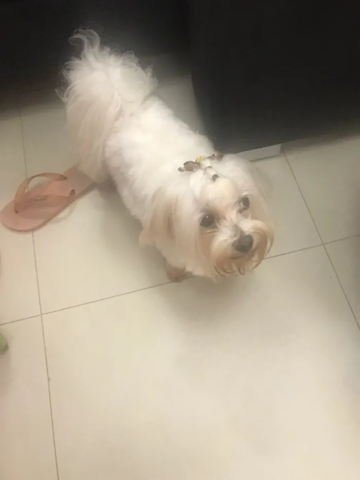 Cachorro ra a Maltes idade 5 anos nome Bob