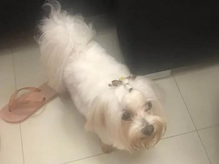 Cachorro ra a Maltes idade 5 anos nome Bob