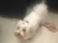 Bob