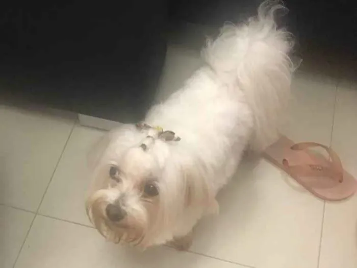 Cachorro ra a Maltes idade 5 anos nome Bob
