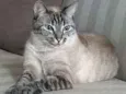 Ciça