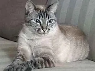 Gato ra a SRD idade 3 anos nome Ciça