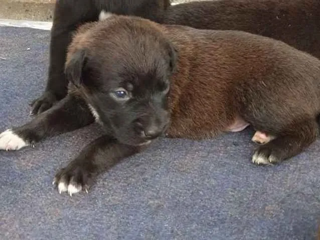 Cachorro ra a SRD idade Abaixo de 2 meses nome Filhote