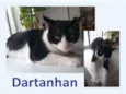 Dartanham