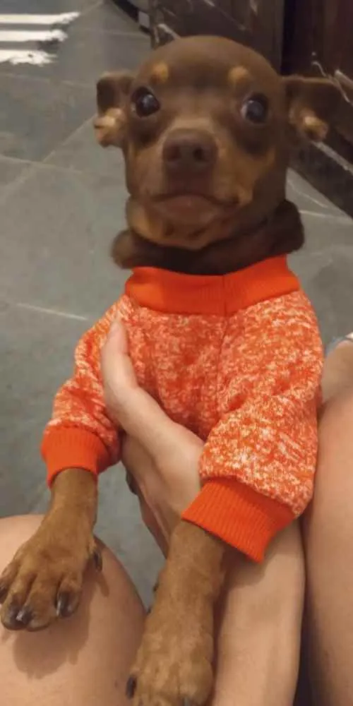 Cachorro raça Pincher idade 4 anos nome Pitti