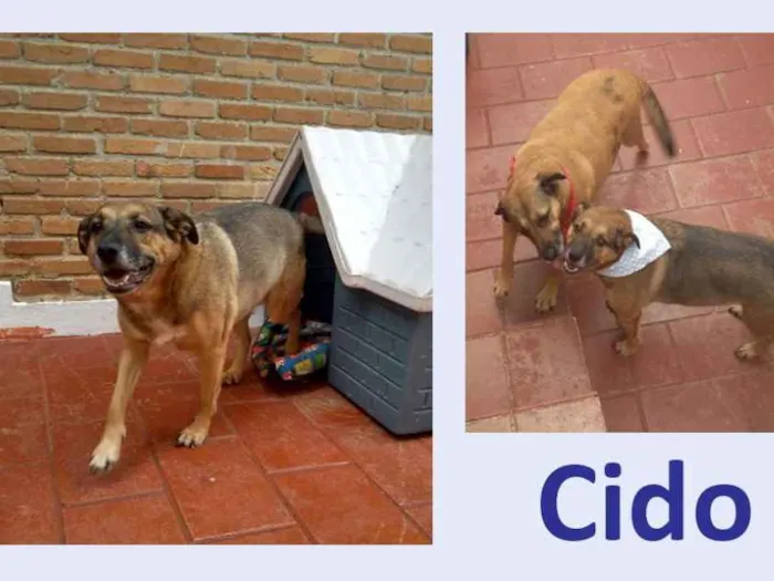Cachorro ra a SRD idade 6 ou mais anos nome Cido