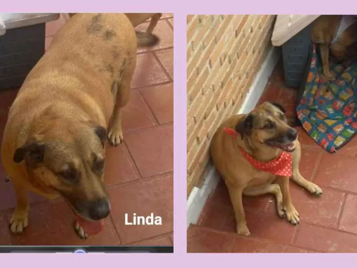 Cachorro ra a SRD idade 6 ou mais anos nome Linda