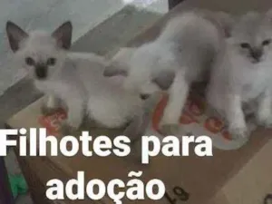 Gato ra a Srd idade Abaixo de 2 meses nome Filhotes