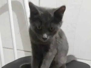 Gato raça Srd  idade 2 a 6 meses nome Meave