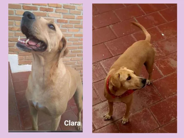 Cachorro ra a SRD idade 4 anos nome Clara