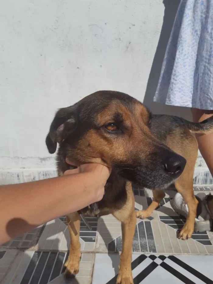Cachorro ra a Vira-lata  idade 2 anos nome Marley