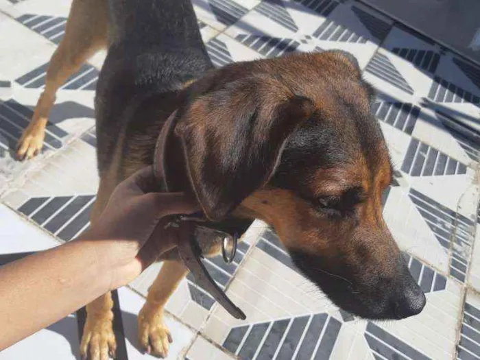 Cachorro ra a Vira-lata  idade 2 anos nome Marley