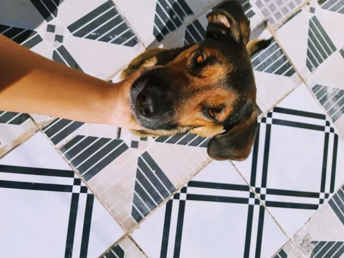 Cachorro ra a Vira-lata  idade 2 anos nome Marley