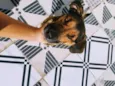 Marley