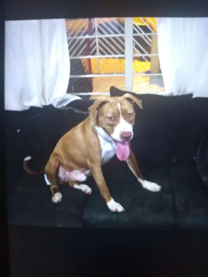 Cachorro ra a Pitbull idade 7 a 11 meses nome Hulk