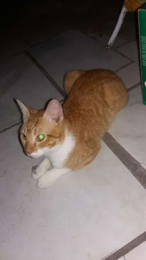 Gato raça Desconhecida idade 2 a 6 meses nome Pretinha, narja,lour