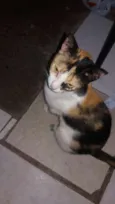 Pretinha, narja,lour