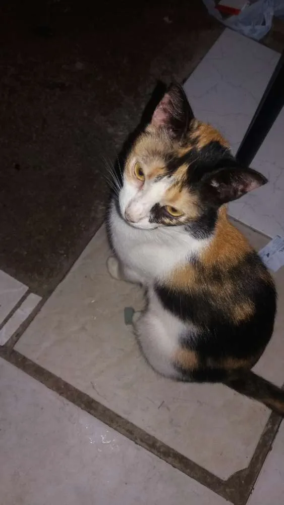 Gato ra a Desconhecida idade 2 a 6 meses nome Pretinha, narja,lour