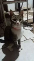 Pretinha, narja,lour