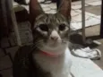 Pretinha, narja,lour
