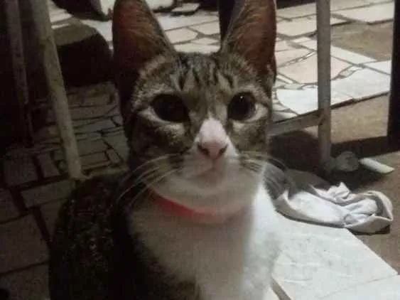 Gato ra a Desconhecida idade 2 a 6 meses nome Pretinha, narja,lour