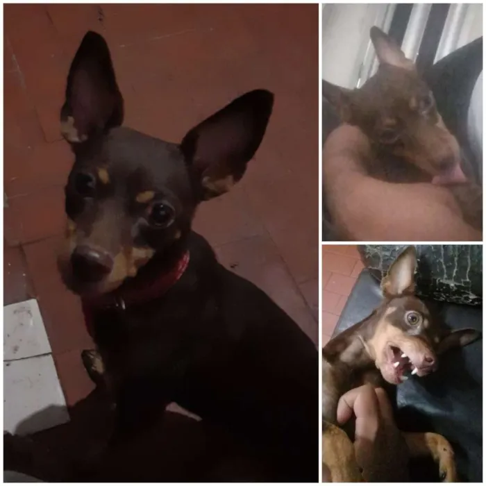 Cachorro ra a Pinscher idade 3 anos nome Lindolfo