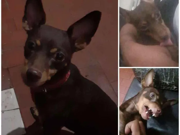 Cachorro ra a Pinscher idade 3 anos nome Lindolfo