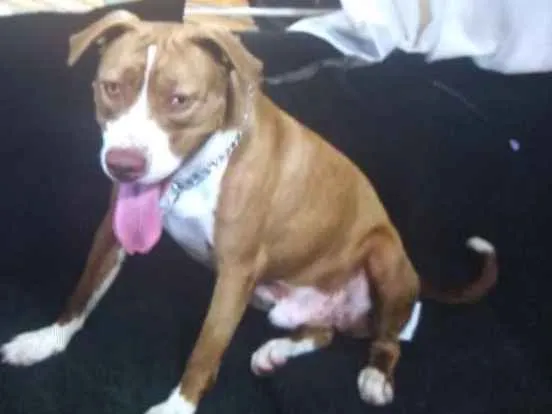 Cachorro ra a Pitbull idade 7 a 11 meses nome Hulk