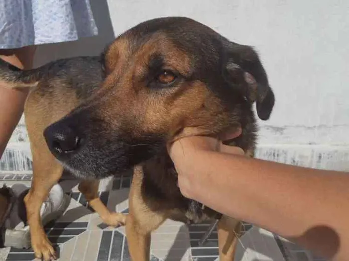 Cachorro ra a Vira-lata  idade 2 anos nome Marley