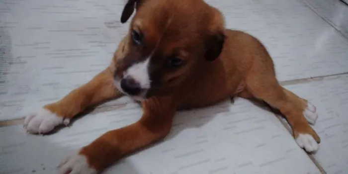 Cachorro ra a Desconhecida idade 2 a 6 meses nome Ainda sem nome