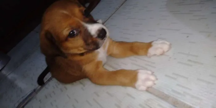 Cachorro ra a Desconhecida idade 2 a 6 meses nome Ainda sem nome