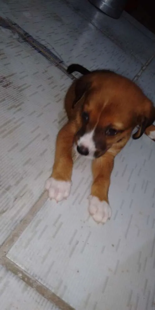 Cachorro ra a Desconhecida idade 2 a 6 meses nome Ainda sem nome