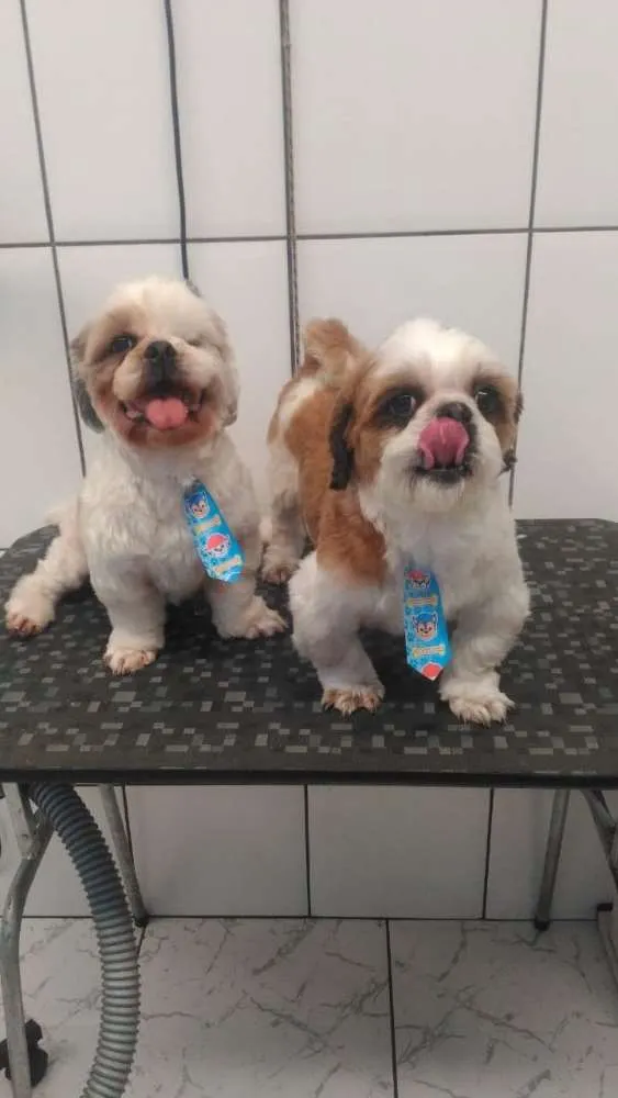 Cachorro ra a Shitzu  idade 5 anos nome Billy e Lorde 