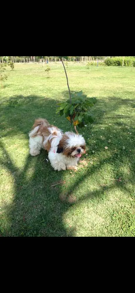 Cachorro ra a Shitzu  idade 5 anos nome Billy e Lorde 