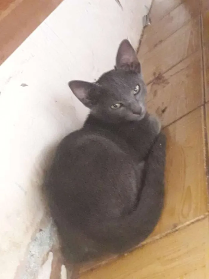 Gato raça vira lata idade Abaixo de 2 meses nome sem nome