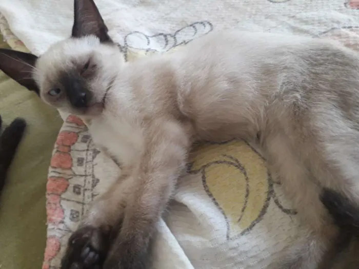 Gato raça vira lata idade Abaixo de 2 meses nome sem nome