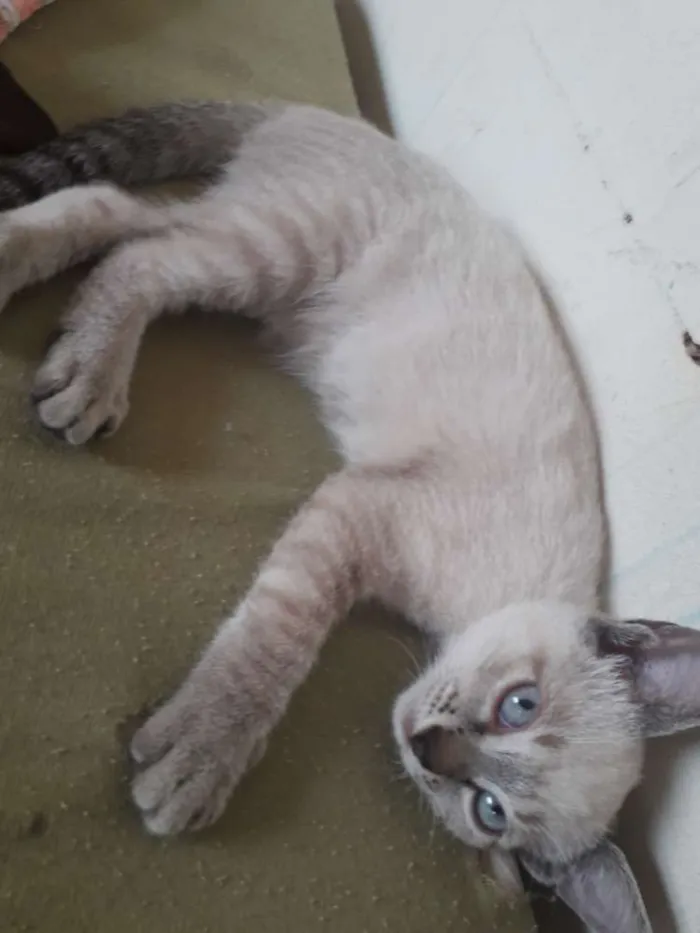 Gato raça vira lata idade Abaixo de 2 meses nome sem nome