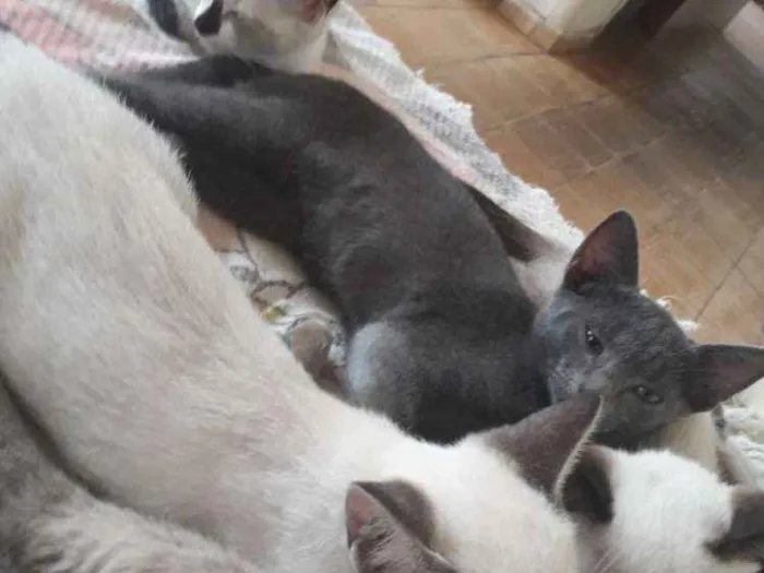 Gato raça vira lata idade Abaixo de 2 meses nome sem nome