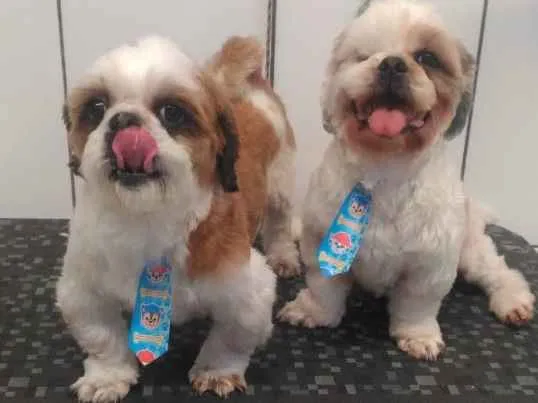 Cachorro ra a Shitzu  idade 5 anos nome Billy e Lorde 