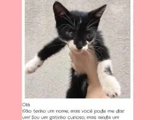 Gato ra a ?  idade Abaixo de 2 meses nome ?